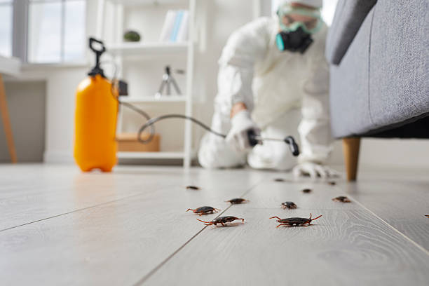 Commercial Rodent Management in Shelby